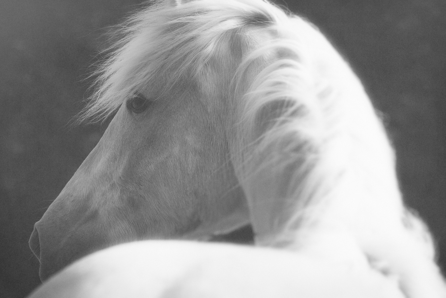 Photo d'un cheval en noir et blanc