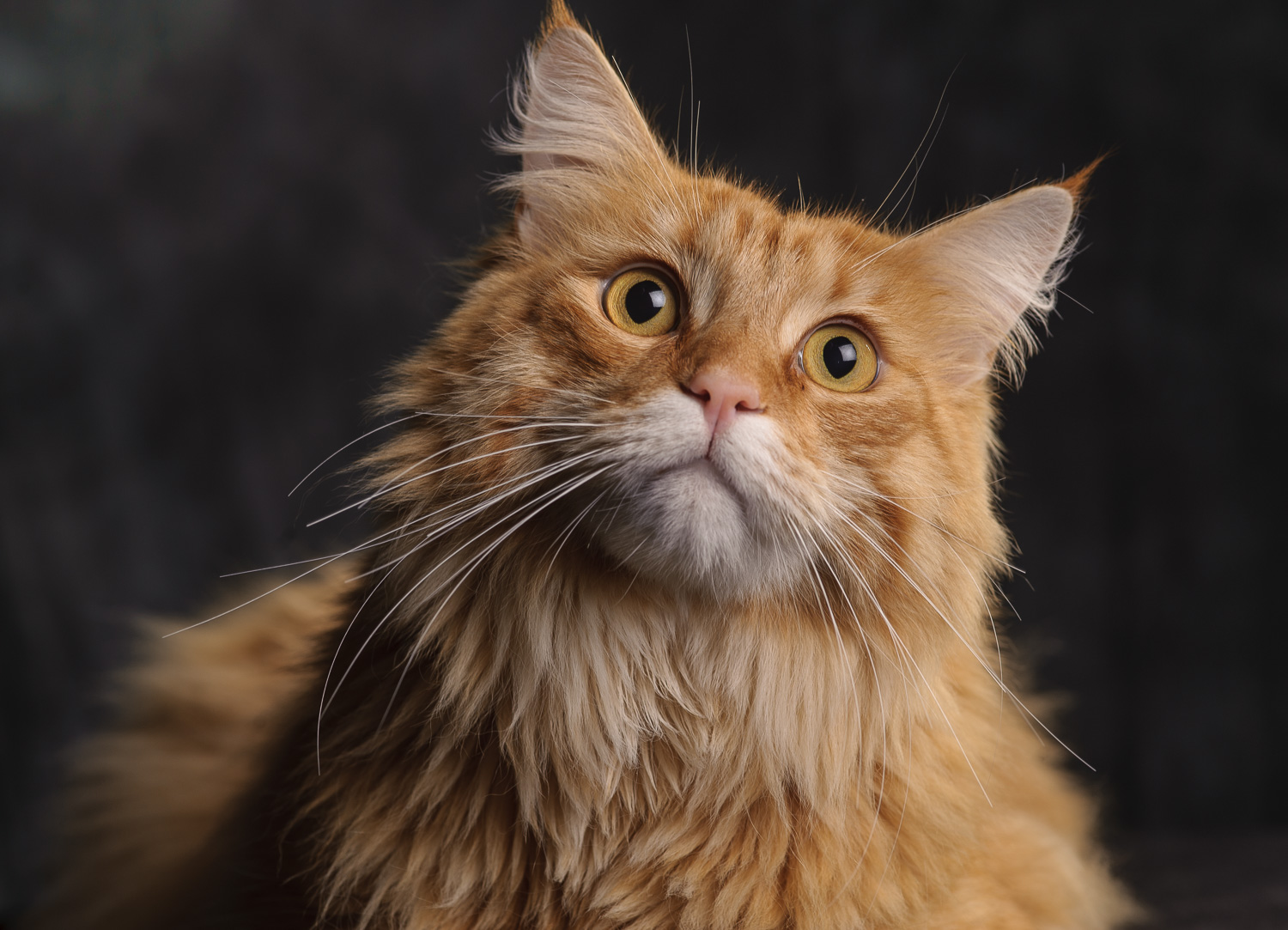 Voir la lumière avec l'aide d'un chat dans le studio photo avec une lumière artificielle